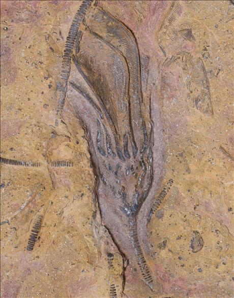 Picture of Undescribed crinoid #2 close up A