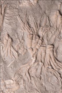 Picture of Cupulocrinus jewetti