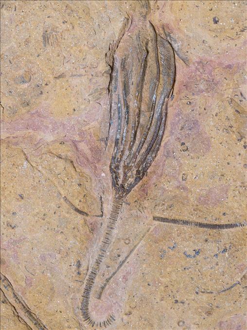 Picture of Undescribed crinoid #2 close up B