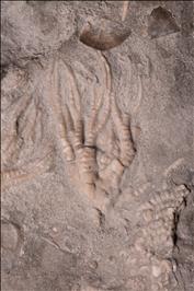 Picture of Cupulocrinus jewetti crown