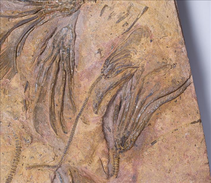 Picture of Undescribed crinoid #2 close up E