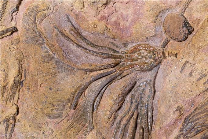 Picture of Undescribed crinoid #2 close up F