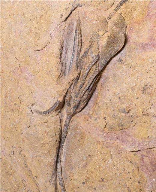 Picture of Undescribed crinoid #2 close up G