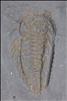 Picture of Triarthrus eatoni specimen C, ventral